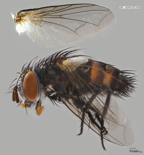 Calyptratae sp. "Calyptrate ZRCBDP0292309" • © Rene Ong • All Rights Reserved
