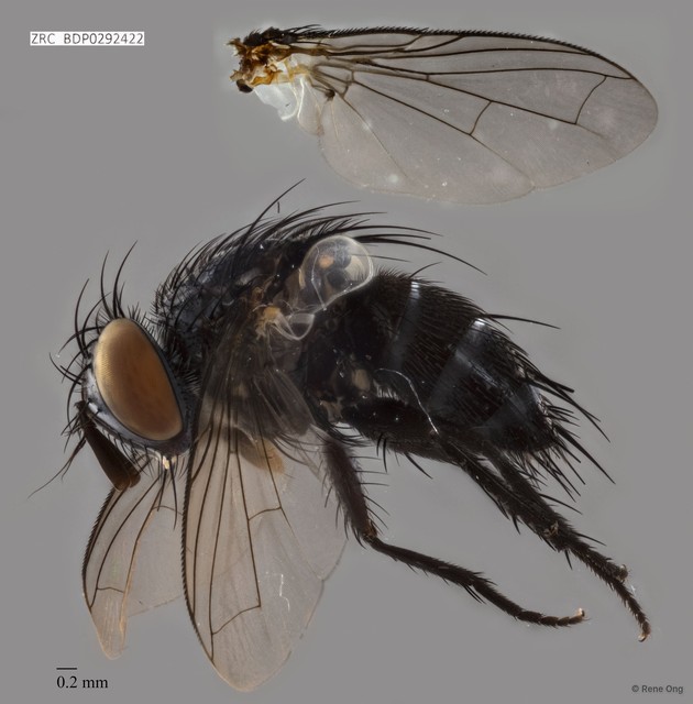 Calyptratae sp. "Calyptrate ZRCBDP0292422" • © Rene Ong • All Rights Reserved