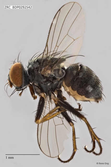 Calyptratae sp. "Calyptrate ZRCBDP0292542" • © Rene Ong • All Rights Reserved