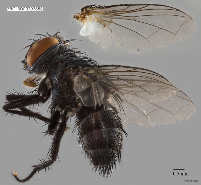 Calyptratae sp. "Calyptrate ZRCBDP0292688" • © Rene Ong • All Rights Reserved