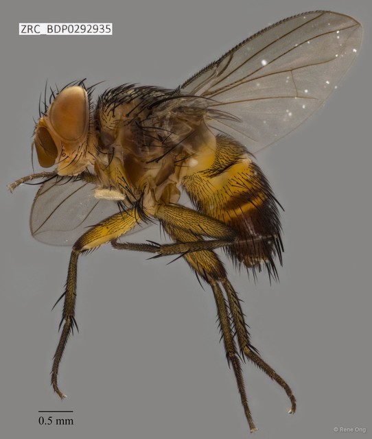 Calyptratae sp. "Calyptrate ZRCBDP0292935" • © Rene Ong • All Rights Reserved