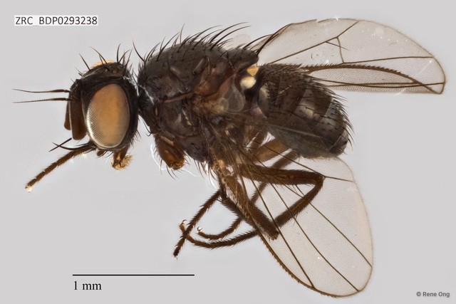 Calyptratae sp. "Calyptrate ZRCBDP0293238" • © Rene Ong • All Rights Reserved