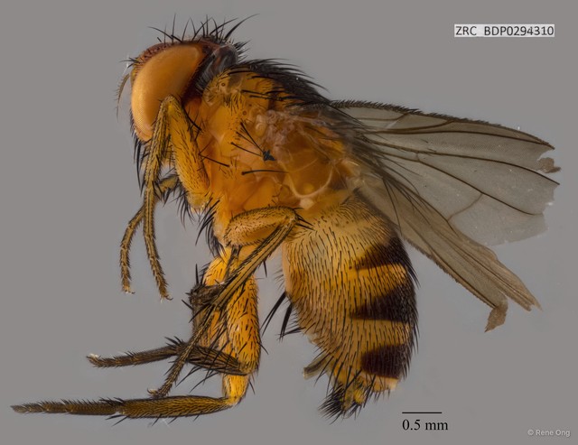 Calyptratae sp. "Calyptrate ZRCBDP0294310" • © Rene Ong • All Rights Reserved