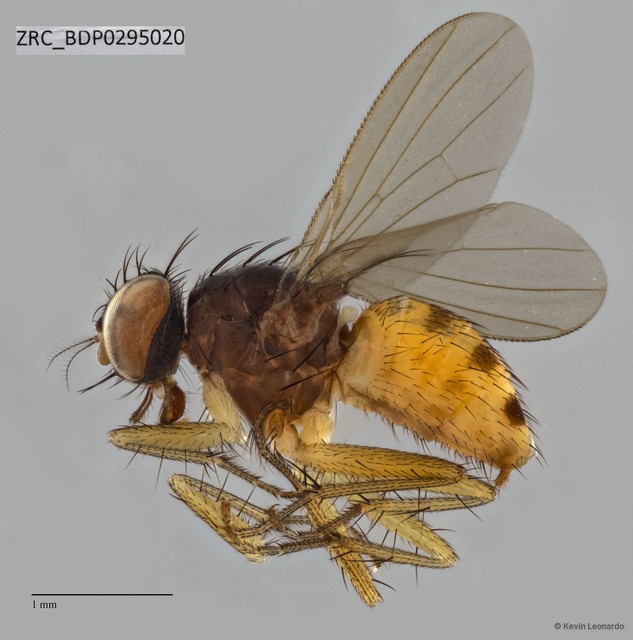 Calyptratae sp. "Calyptrate ZRCBDP0294976" • © Kevin Leonardo • All Rights Reserved
