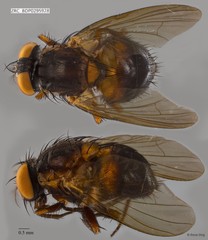 Calyptratae sp. "Calyptrate ZRCBDP0295928"