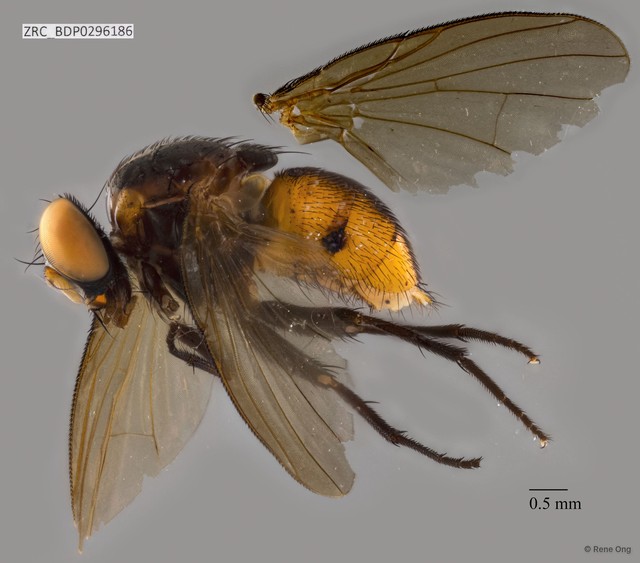 Calyptratae sp. "Calyptrate ZRCBDP0296186" • © Rene Ong • All Rights Reserved
