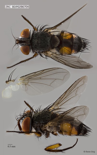 Calyptratae sp. "Calyptrate ZRCBDP0296704" • © Rene Ong • All Rights Reserved
