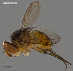 Calyptratae sp. "Calyptrate ZRCBDP0296987"