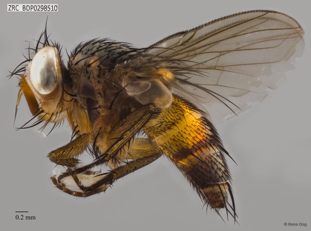 Calyptratae sp. "Calyptrate ZRCBDP0298510" • © Rene Ong • All Rights Reserved