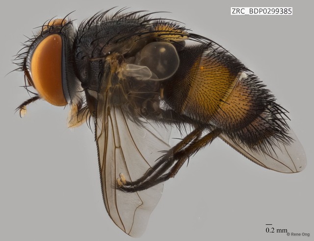 Calyptratae sp. "Calyptrate ZRCBDP0299385" • © Rene Ong • All Rights Reserved