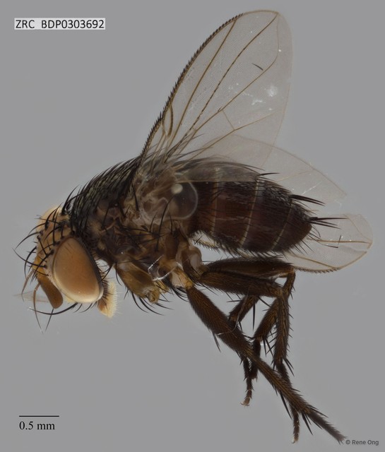 Calyptratae sp. "Calyptrate ZRCBDP0303692" • © Rene Ong • All Rights Reserved
