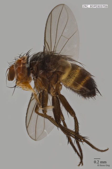 Calyptratae sp. "Calyptrate ZRCBDP0303706" • © Rene Ong • All Rights Reserved