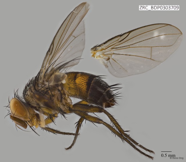 Calyptratae sp. "Calyptrate ZRCBDP0303709" • © Rene Ong • All Rights Reserved