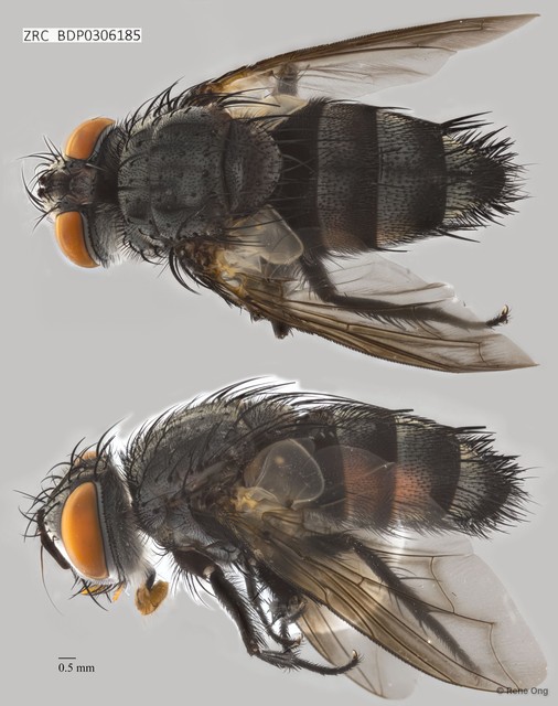Calyptratae sp. "Calyptrate ZRCBDP0303726" • © Rene Ong • All Rights Reserved