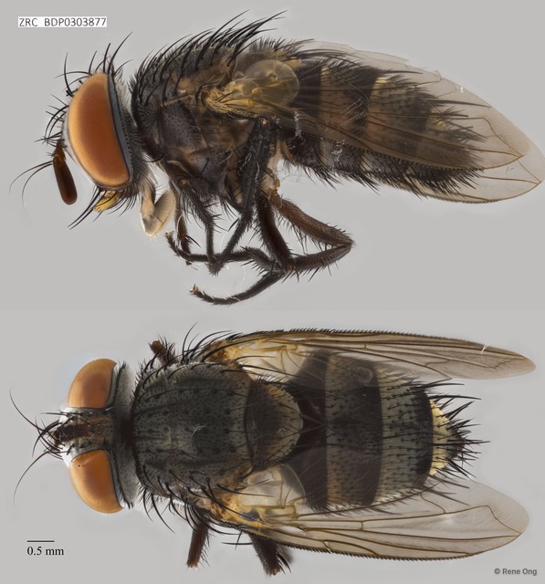 Calyptratae sp. "Calyptrate ZRCBDP0303877" • © Rene Ong • All Rights Reserved