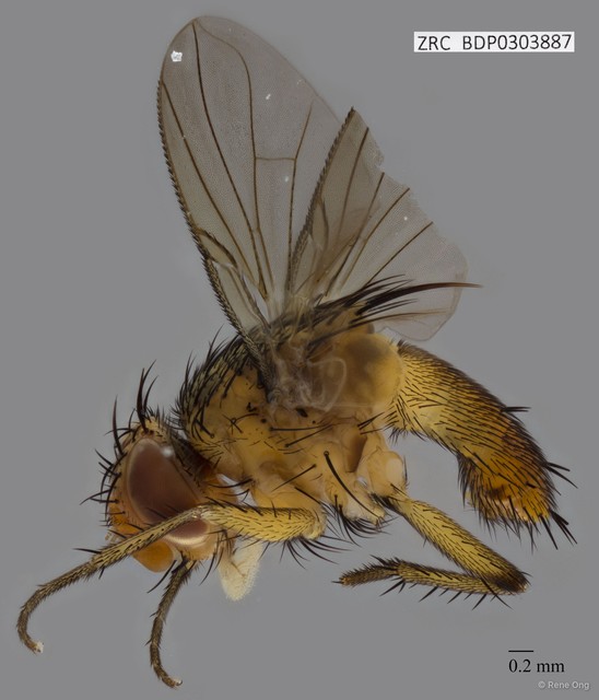 Calyptratae sp. "Calyptrate ZRCBDP0303887" • © Rene Ong • All Rights Reserved