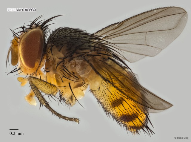 Calyptratae sp. "Calyptrate ZRCBDP0303930" • © Rene Ong • All Rights Reserved