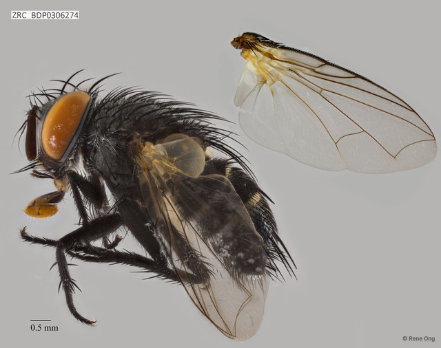 Calyptratae sp. "Calyptrate ZRCBDP0306274" • © Rene Ong • All Rights Reserved