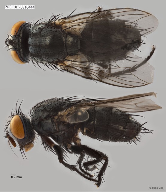 Calyptratae sp. "Calyptrate ZRCBDP0310444" • © Rene Ong • All Rights Reserved