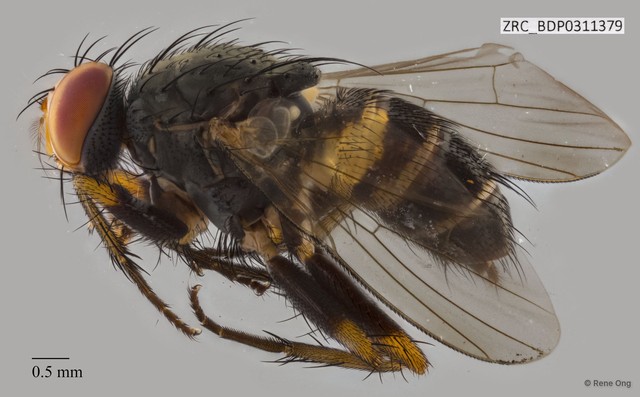 Calyptratae sp. "Calyptrate ZRCBDP0311379" • © Rene Ong • All Rights Reserved
