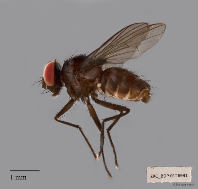 Calyptratae sp. "ZRCBDP00126991" • © Maimon Hussin • All Rights Reserved