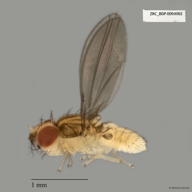 Acalyptratae sp. "ZRCBDP0025309" • © Maimon Hussin • All Rights Reserved