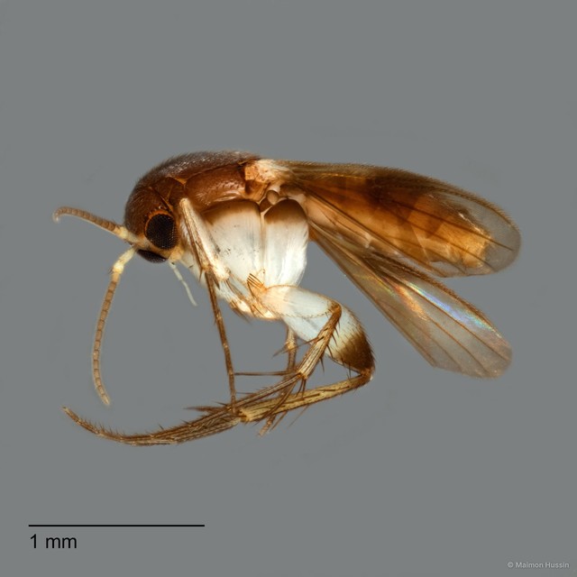 Sciaroidea sp. "ZRCBDP0047054" • © Maimon Hussin • All Rights Reserved