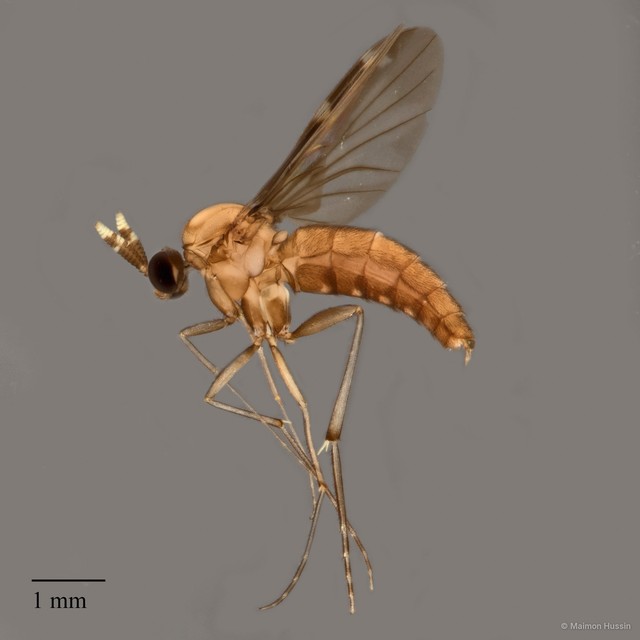 Sciaroidea sp. "ZRCBDP0047074" • © Maimon Hussin • All Rights Reserved