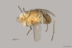 Calyptratae sp. "ZRCBDP0056623" • © Maimon Hussin • All Rights Reserved
