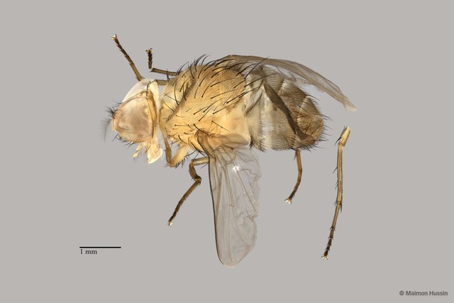 Calyptratae sp. "ZRCBDP0056623" • © Maimon Hussin • All Rights Reserved