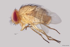 Calyptratae sp. "ZRCBDP0056623" • © Phua Jun Wei • All Rights Reserved
