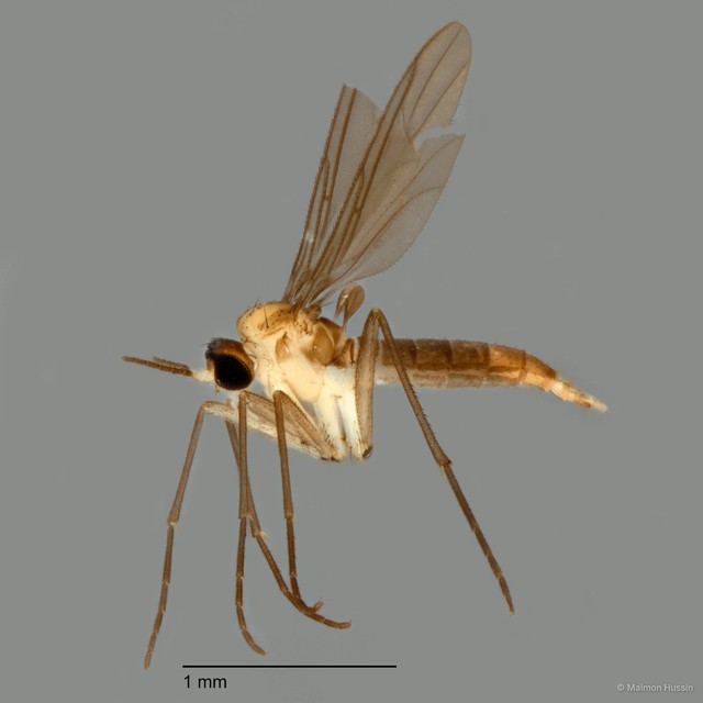 Sciaroidea sp. "ZRCBDP0072460" • © Maimon Hussin • All Rights Reserved