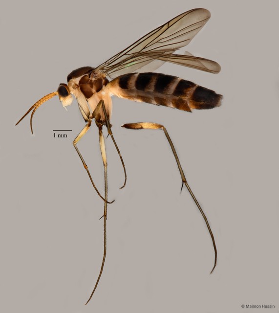 Sciaroidea sp. "ZRCBDP0072665" • © Maimon Hussin • All Rights Reserved