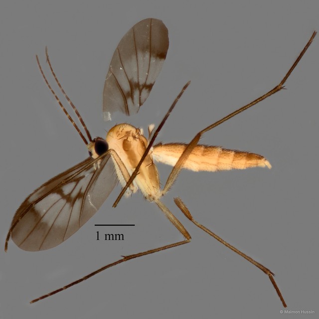 Sciaroidea sp. "ZRCBDP0072677" • © Maimon Hussin • All Rights Reserved