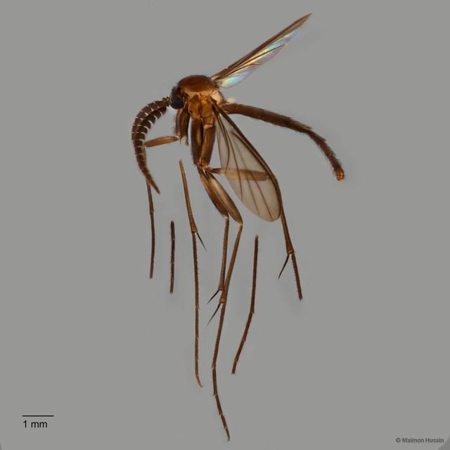 Sciaroidea sp. "ZRCBDP0072681" • © Maimon Hussin • All Rights Reserved