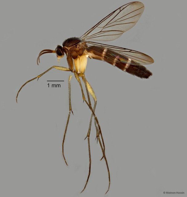 Sciaroidea sp. "ZRCBDP0072685" • © Maimon Hussin • All Rights Reserved
