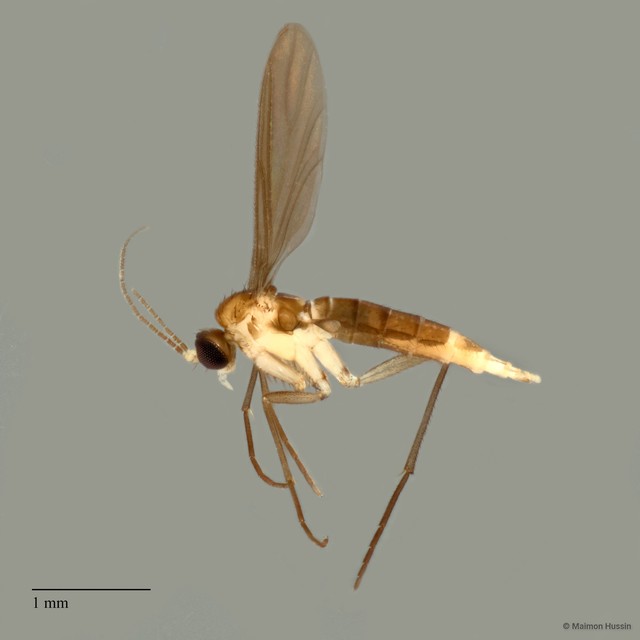 Sciaroidea sp. "ZRCBDP0072715" • © Maimon Hussin • All Rights Reserved