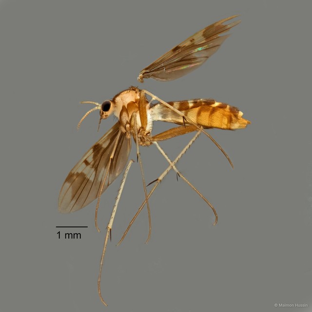 Sciaroidea sp. "ZRCBDP0074035" • © Maimon Hussin • All Rights Reserved