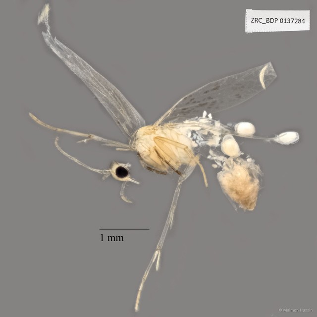 Bibionomorpha sp. "ZRCBDP0137284" • © Maimon Hussin • All Rights Reserved