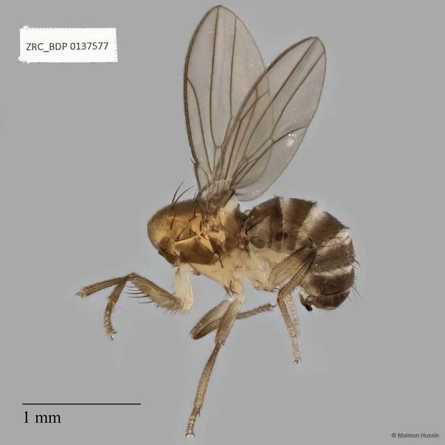 Acalyptratae sp. "ZRCBDP0137577" • © Maimon Hussin • All Rights Reserved