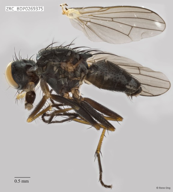 Calyptratae sp. "ZRCBDP0269375" • © Rene Ong • All Rights Reserved