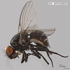 Ophiomyia sp. "ZRCBDP0268042"