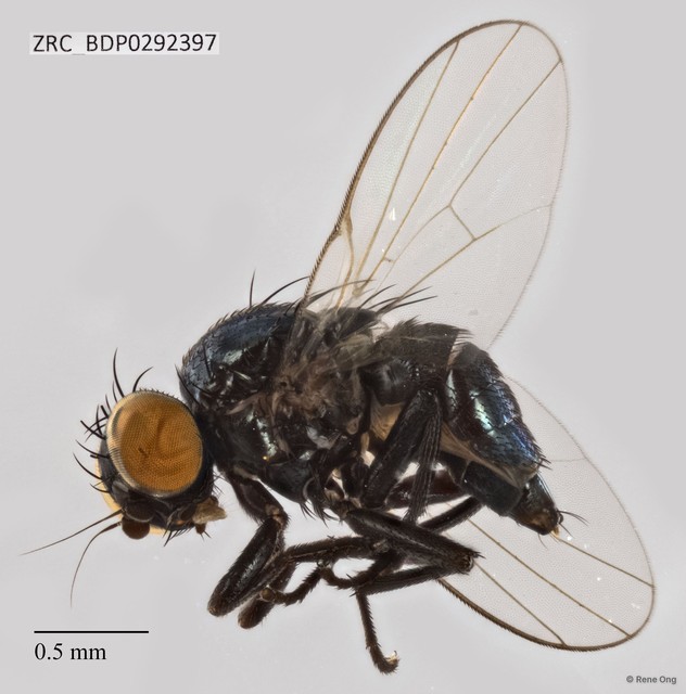 Ophiomyia sp. "ZRCBDP0292397" • © Rene Ong • All Rights Reserved