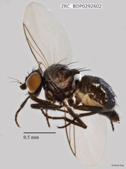 Ophiomyia sp. "ZRCBDP0292602"
