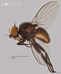 Ophiomyia sp. "ZRCBDP0293443"