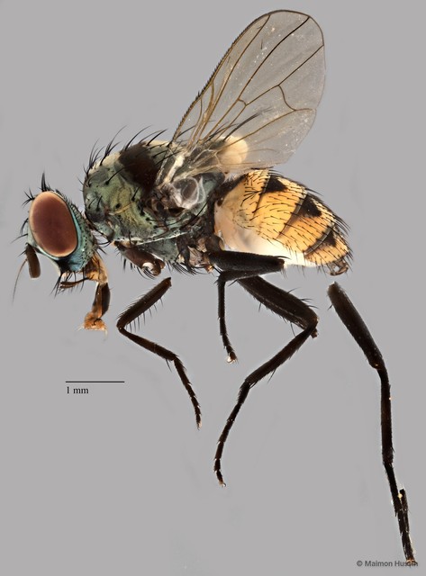 Anthomyia illocata • © Maimon Hussin • All Rights Reserved