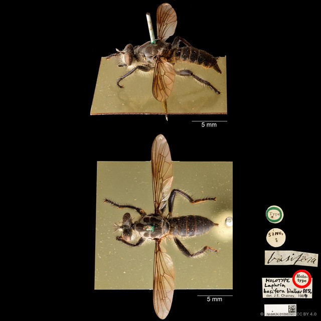 Laphria basifera • © Wan FA Jusoh • CC BY 4.0