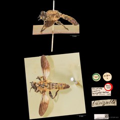 Laphria basigutta Walker, 1857