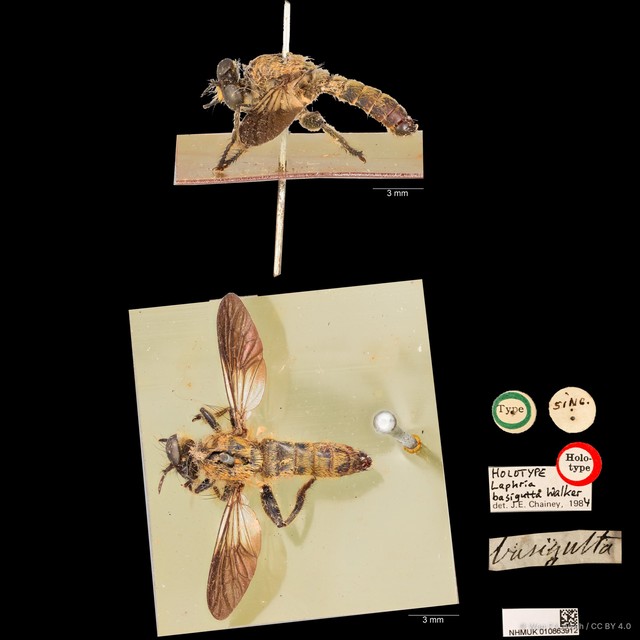 Laphria basigutta • © Wan FA Jusoh • CC BY 4.0