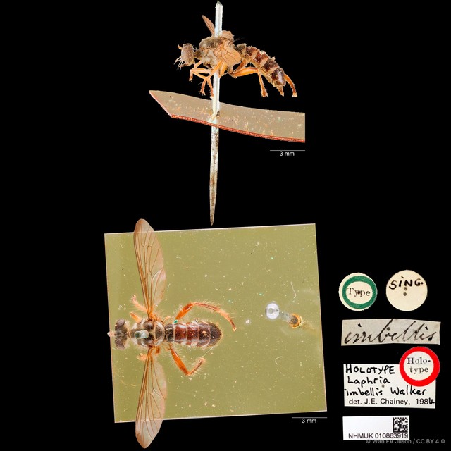 Laphria imbellis • © Wan FA Jusoh • CC BY 4.0